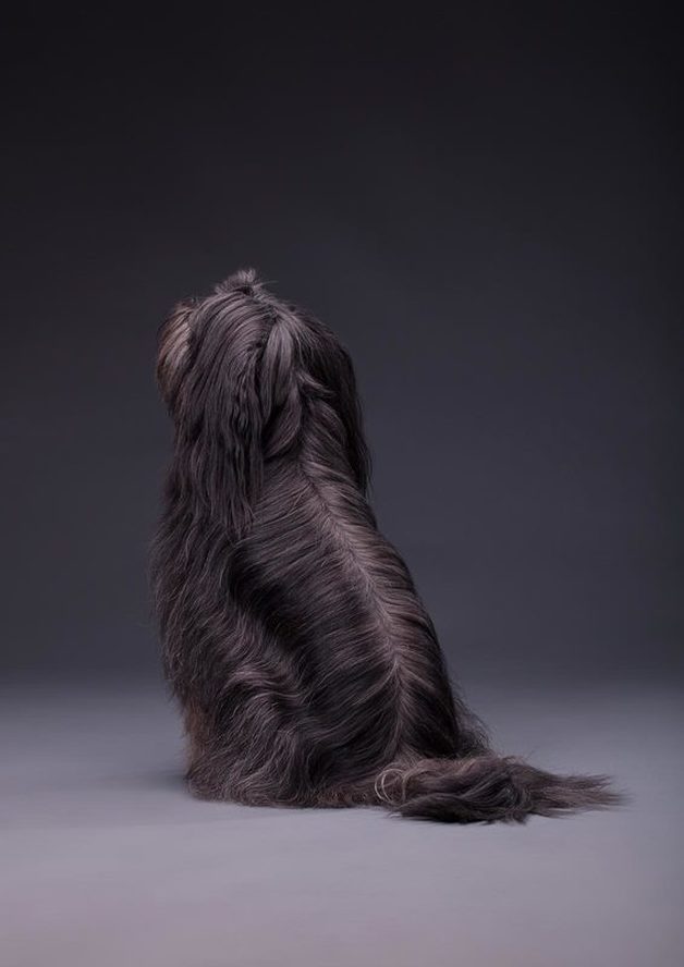 Hundefotografie - Tibet Terrier Lima lV | Tierfotografie Berlin