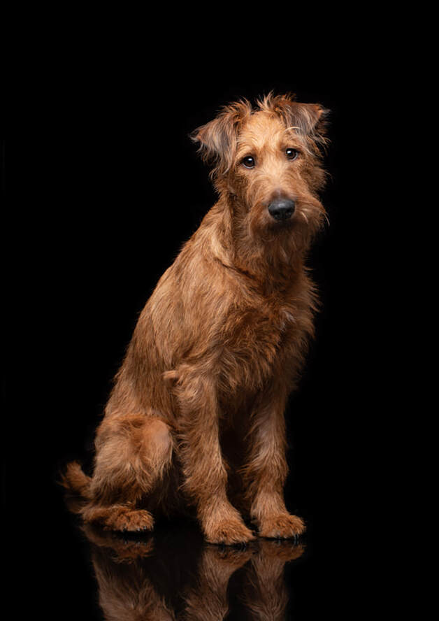 Lilly Irish Terrier Hundefotografie lV