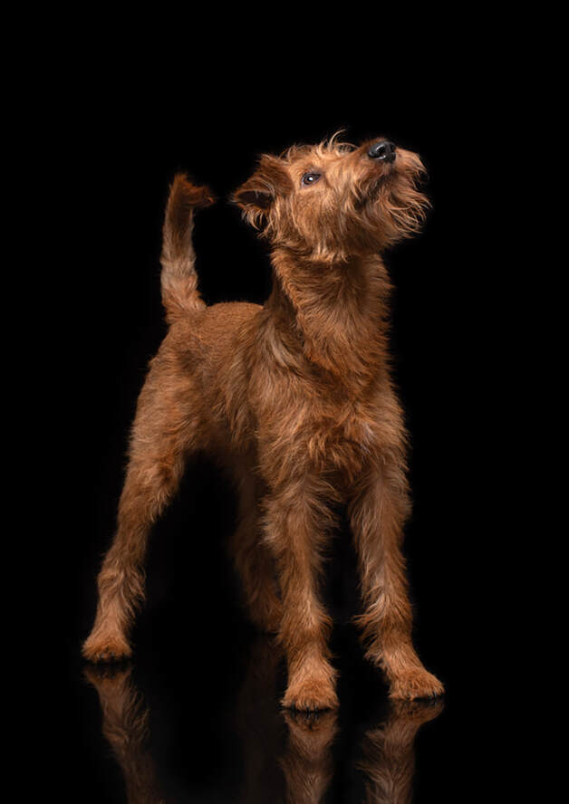 Lilly Irish Terrier Hundefotografie ll