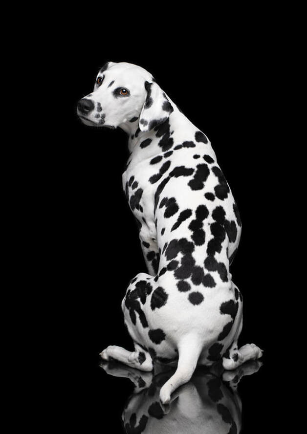 Zelda Dalmatiner Hundefotografie ll