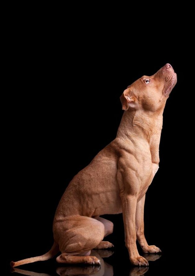Carlos Pitbull Hundefotografie I