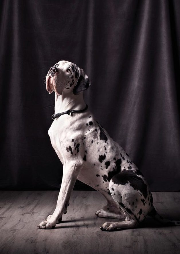 Hundefotografie - Dogge Idaho ll | Tierfotografie Berlin