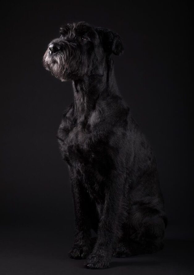 Emma Riesenschnauzer Hundefotografie III