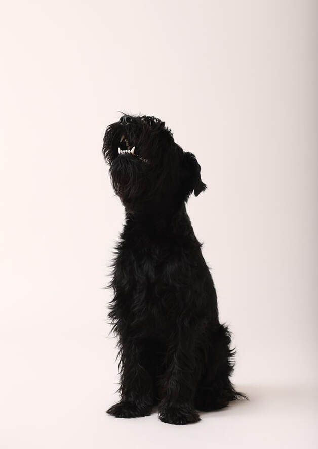Hundefotografie Mittelschnauzer Harvey lV