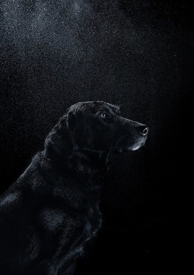 Hundefotografie - Labrador Melli ll | Tierfotografie Berlin