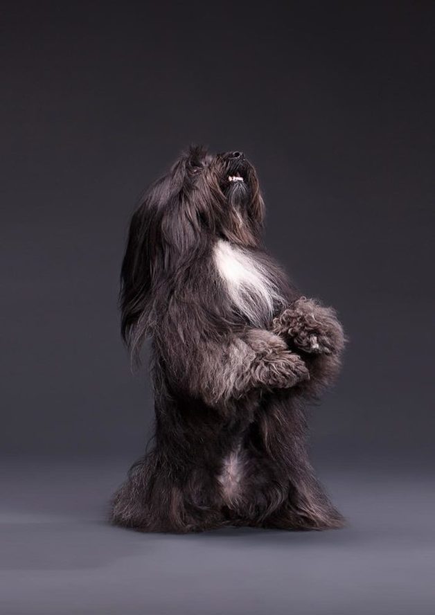 Hundefotografie - Tibet Terrier Lima lll | Tierfotografie Berlin