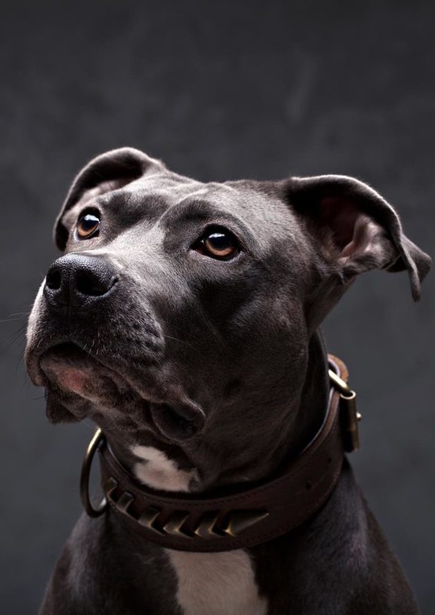 Hundefotografie - Pitbull Skyler ll | Tierfotografie Berlin