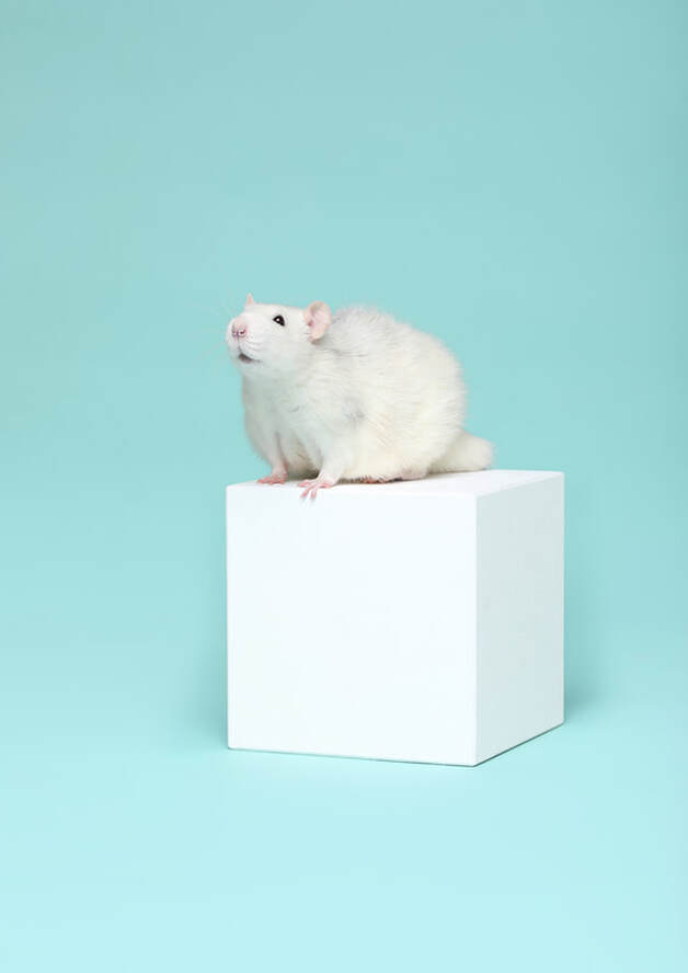 Rattenshooting 2022 Kleintierfotografie lV