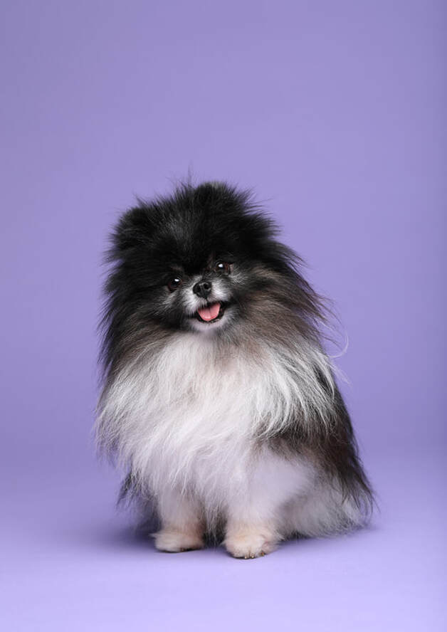 Teddy Pomeranian Hundenfotografie V
