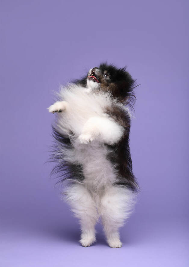 Teddy Pomeranian Hundefotografie lV