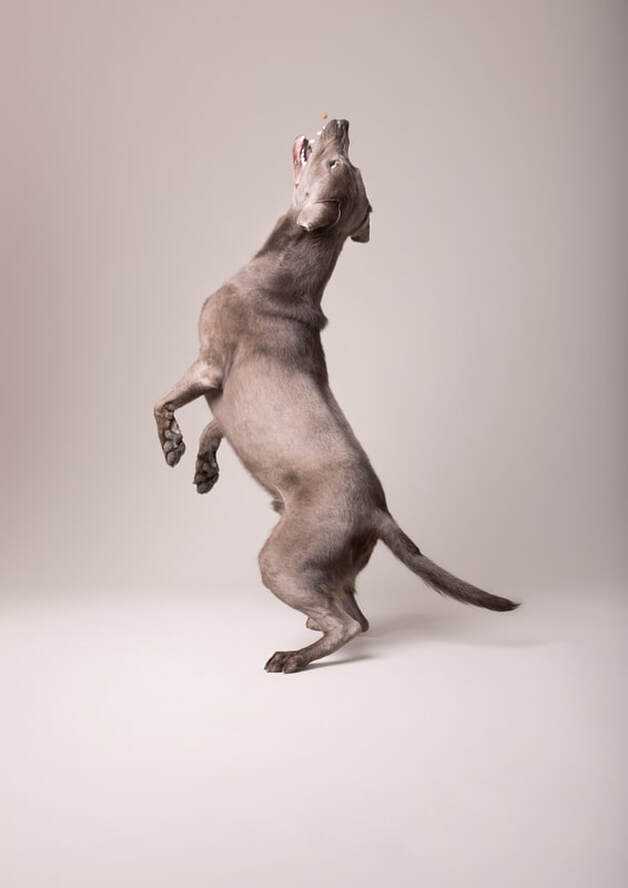 Zwergloewe Tierportraits Hundefotografie Labrador Smokey ll