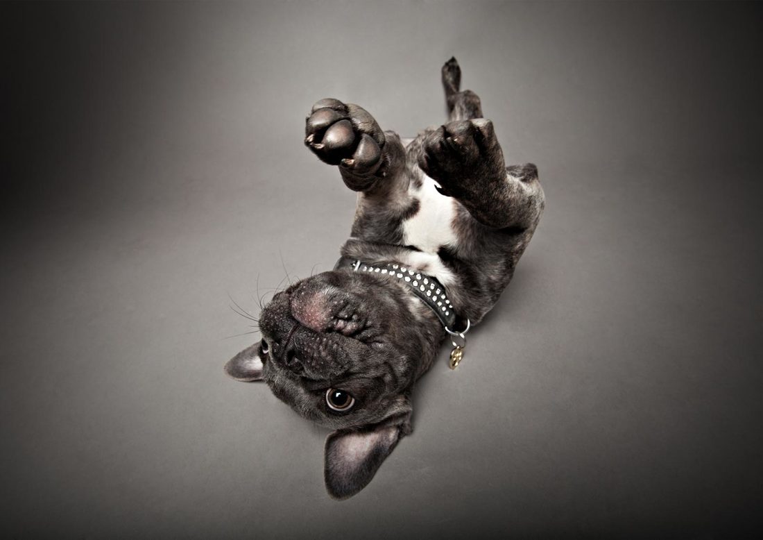 Hundefotografie - Französische Bulldogge Pablo l | Tierfotografie Berlin