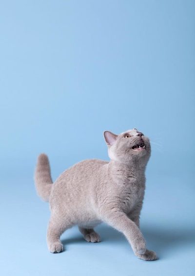 Blog|Katzenfotografie|Luna|BTS2
