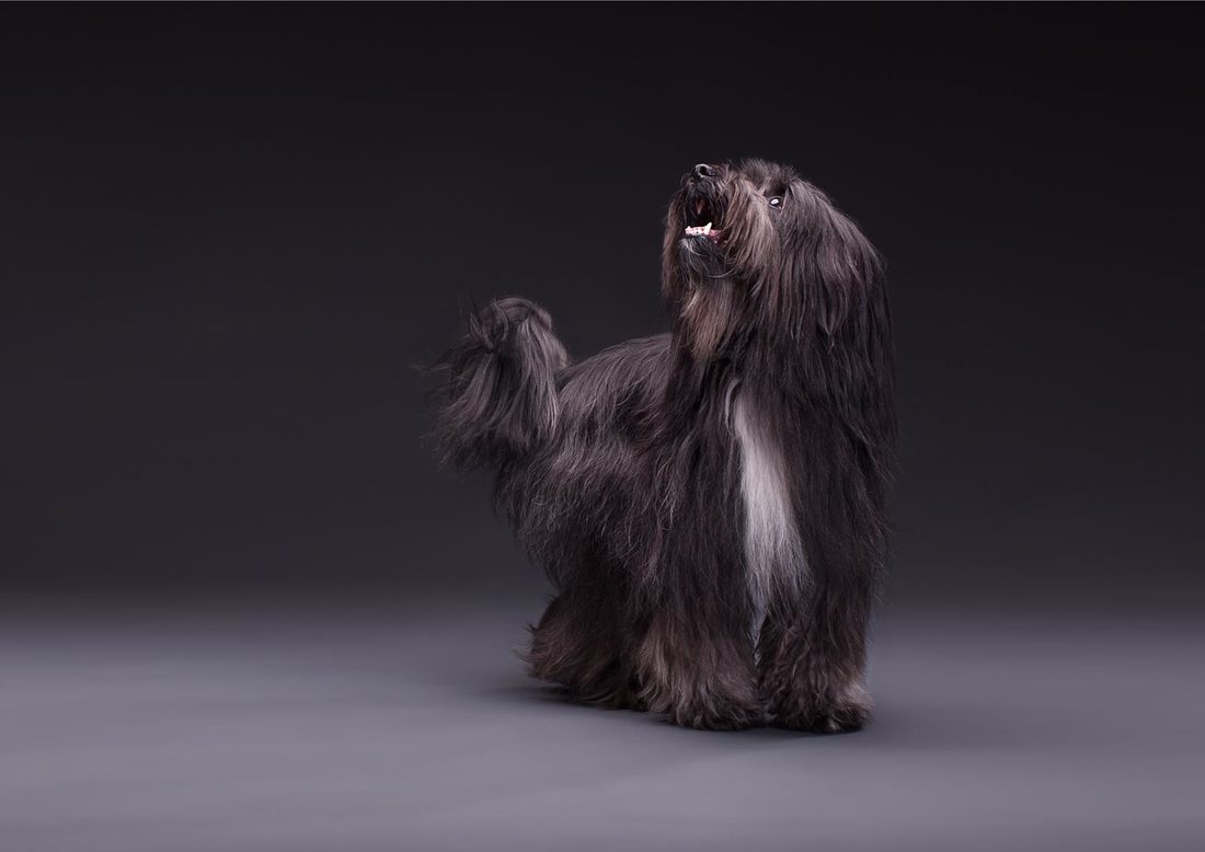 Hundefotografie - Tibet Terrier Lima ll | Tierfotografie Berlin