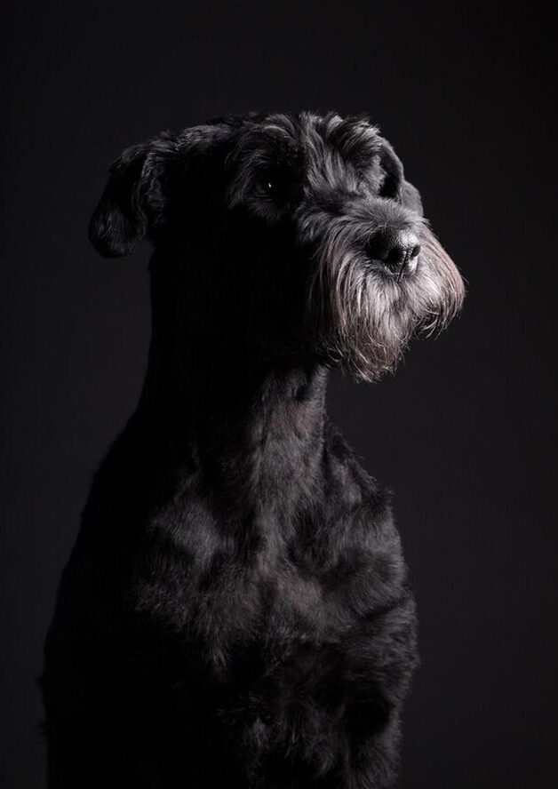 Emma Riesenschnauzer Hundefotografie I