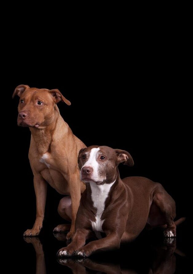 Tyra und Carlos Pitbull Hundefotografie II