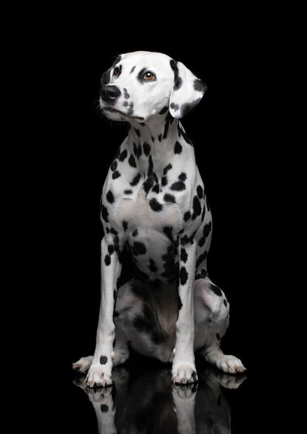Zelda Dalmatiner Hundefotografie lll