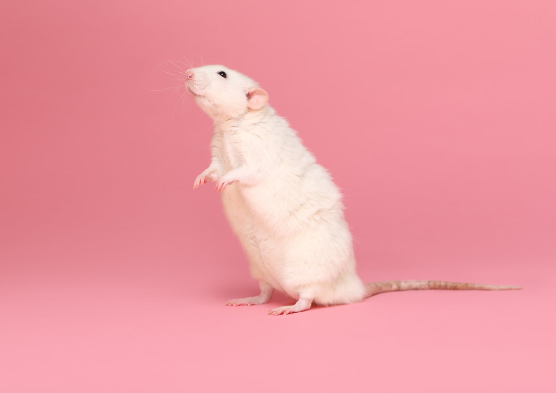Rattenshooting 2022 Kleintierfotografie Vl