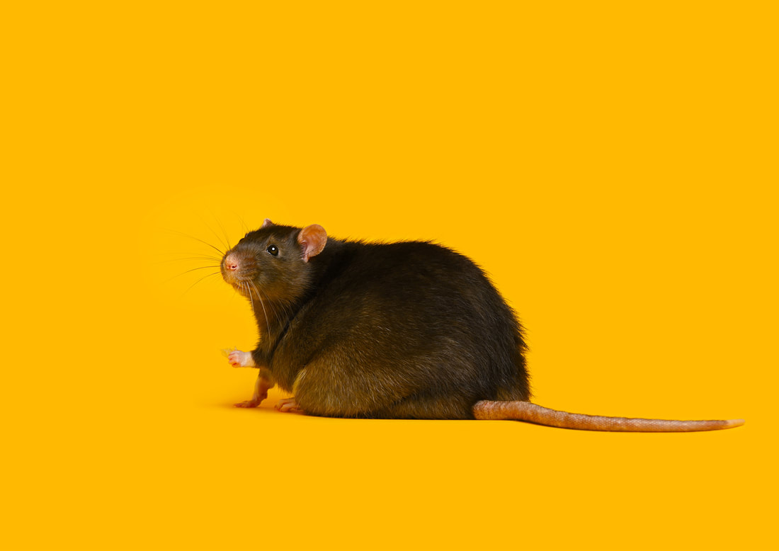 Rattenshooting ll Kleintierfotografie Zwergloewe Tierportraits