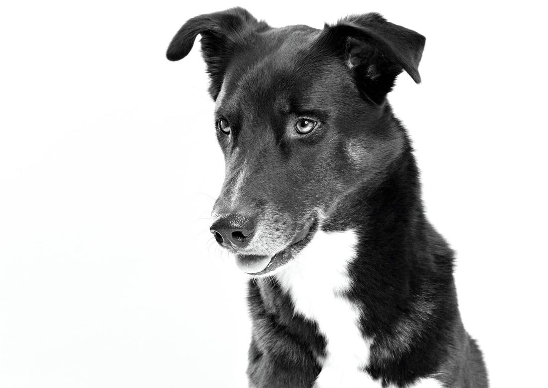 Hundefotografie - Mix Charly l | Tierfotografie Berlin