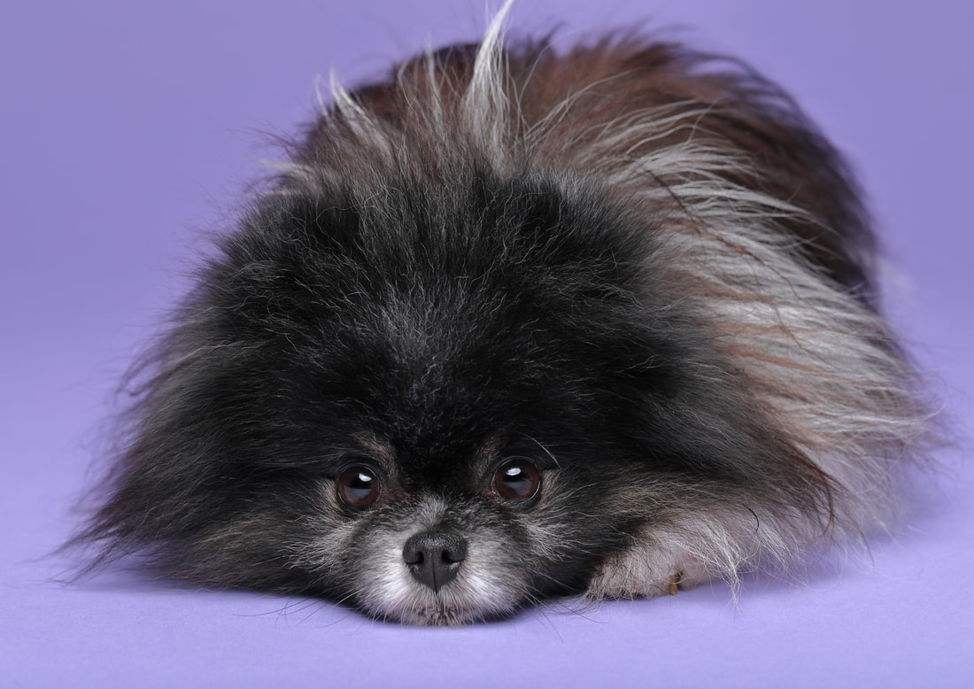 Teddy Pomeranian Hundefotografie ll
