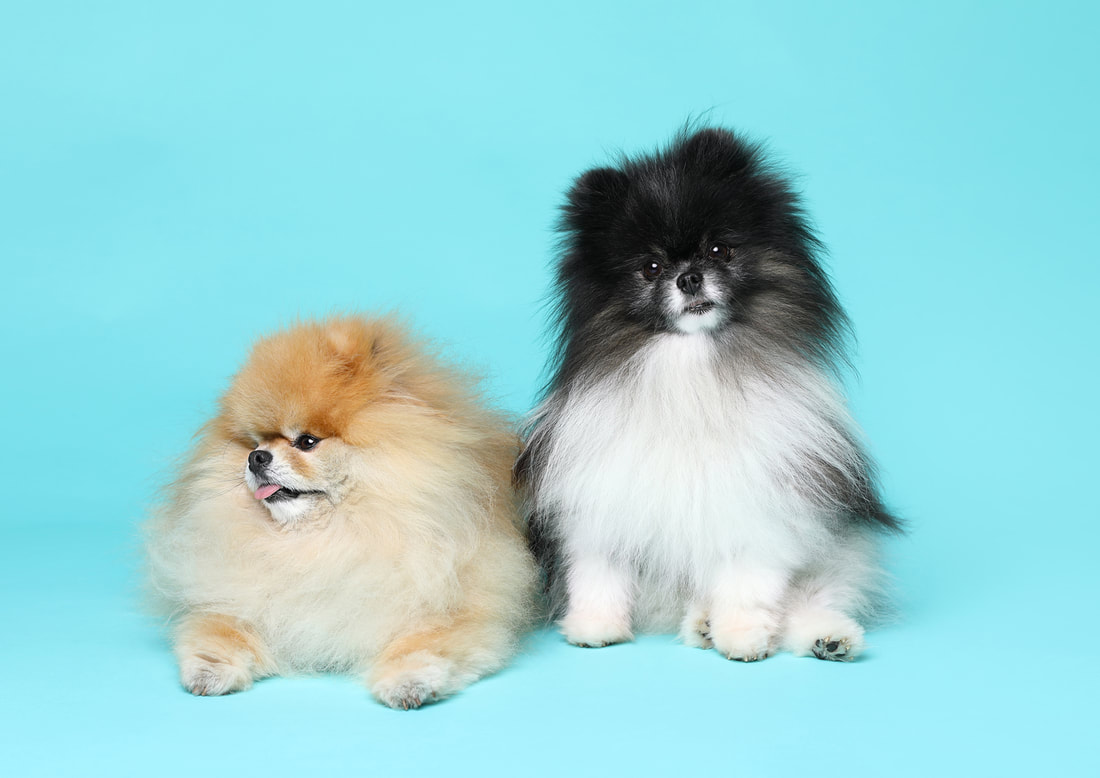 Teddy Pomeranian Hundenfotografie Vl