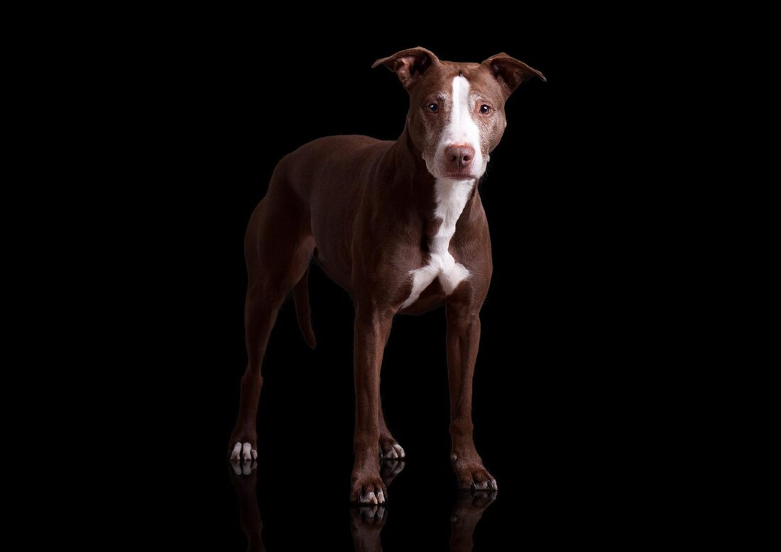 Tyra Pitbull Hundefotografie I