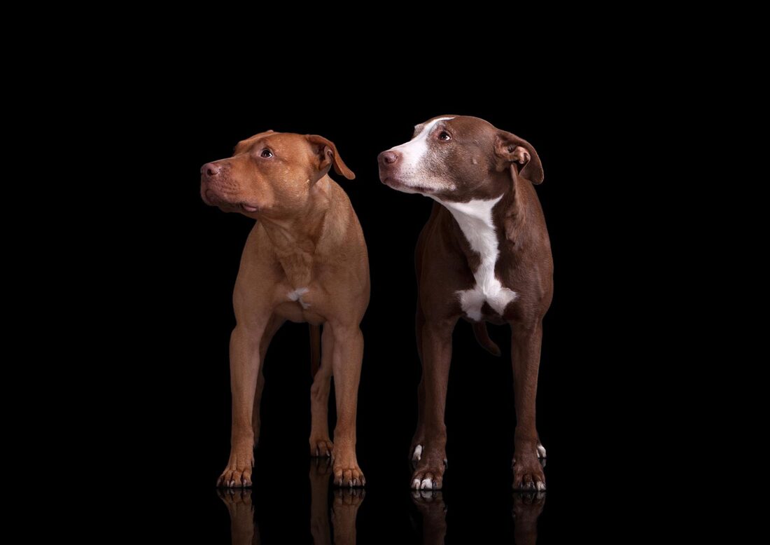 Tyra und Carlos Pitbull Hundefotografie I