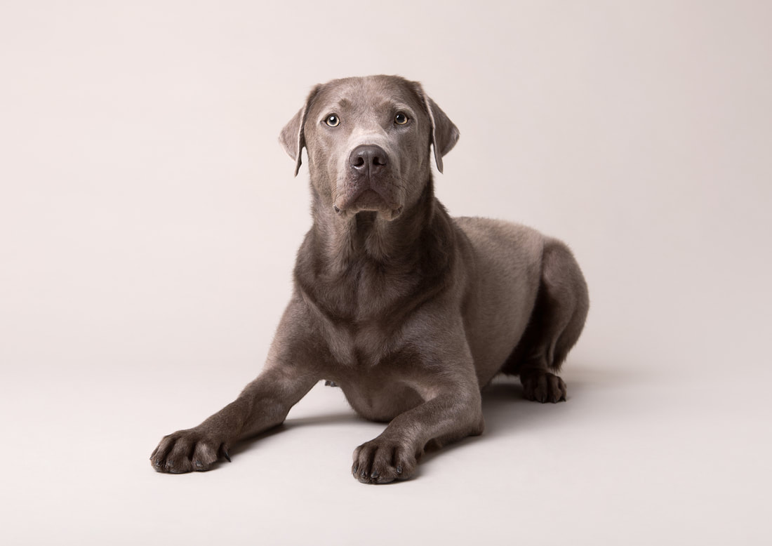 Zwergloewe Tierportraits Hundefotografie Labrador Smokey l