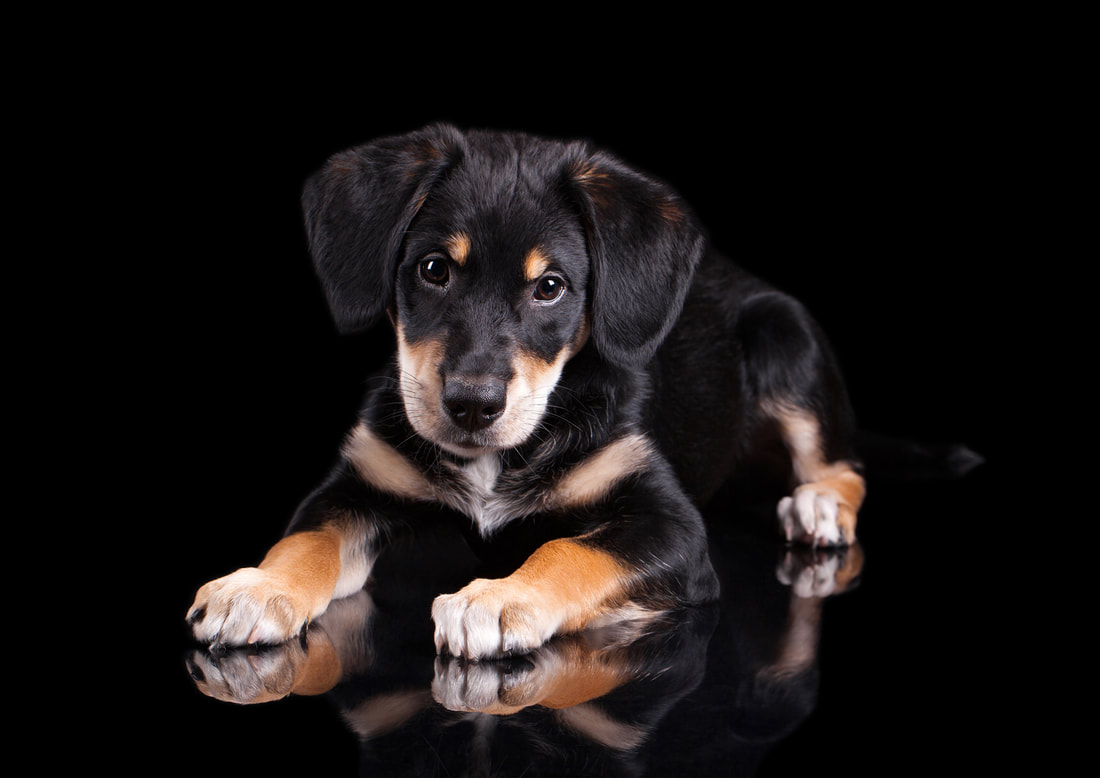 Zwergloewe Tierportraits Hundefotografie Welpe Luis ll