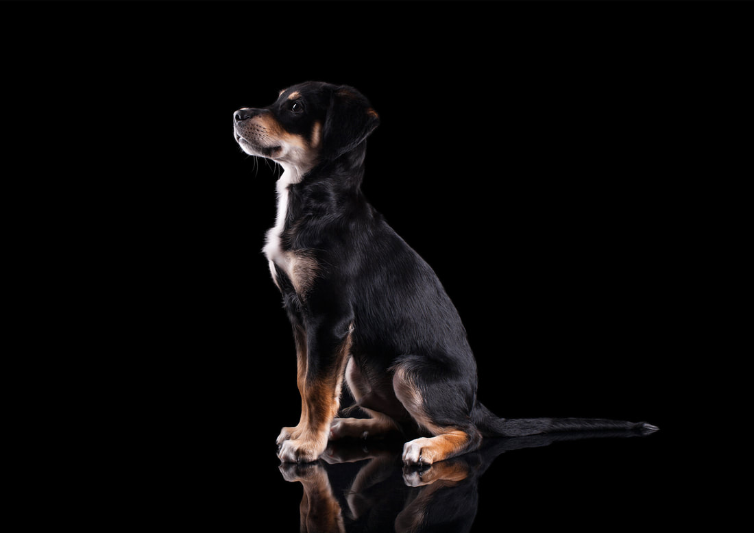 Zwergloewe Tierportraits Hundefotografie Welpe Luis l